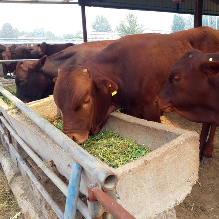 养牛预混料与全价料哪个划算,肉牛预混料和肉羊预混料区别
