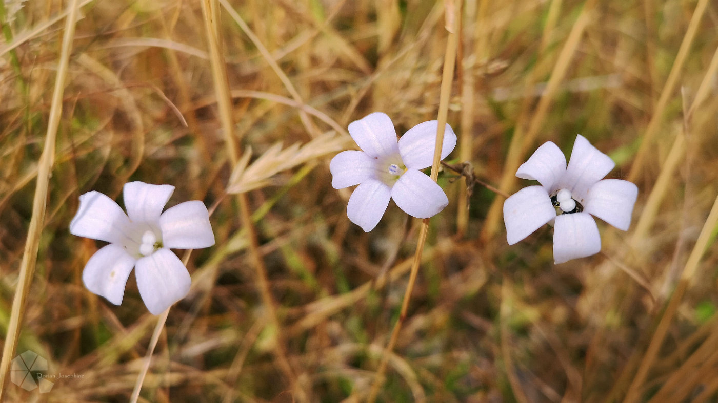 新西兰南岛一日游,新西兰南岛旅游地图