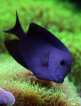 十大最好看的观赏鱼图片大全,十种最漂亮的观赏鱼图片