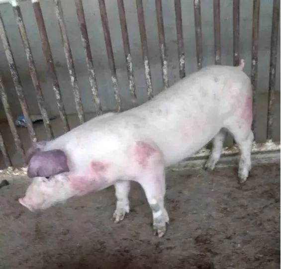 快看！非洲猪瘟终于找到有效的预防方案了，大户都是这样做的