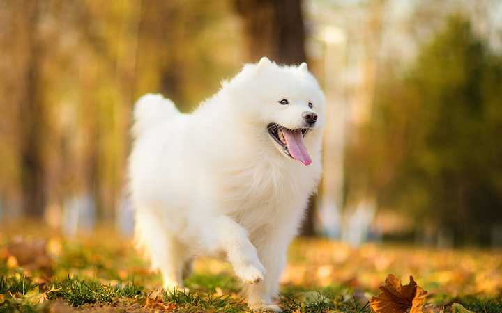 最齐全的狗狗品种介绍及图片,带你了解一下常见狗狗的品种