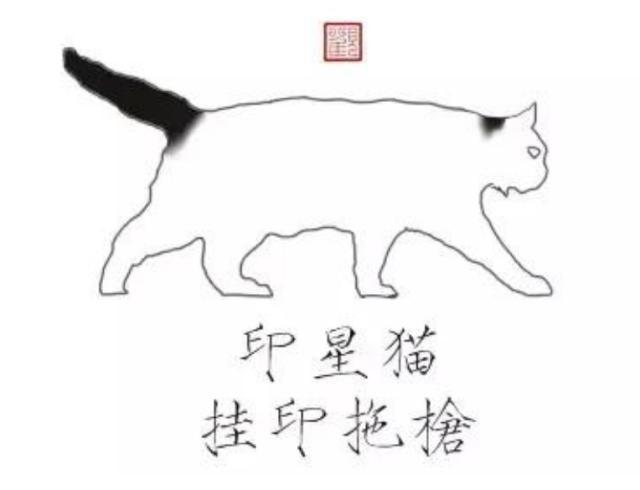 黑白猫比其他毛色的猫勇敢吗,黑白猫和燕尾猫有什么区别