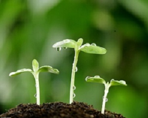 自家菜园子种的纯天然绿色蔬菜,庭院想种植绿色蔬菜怎么种