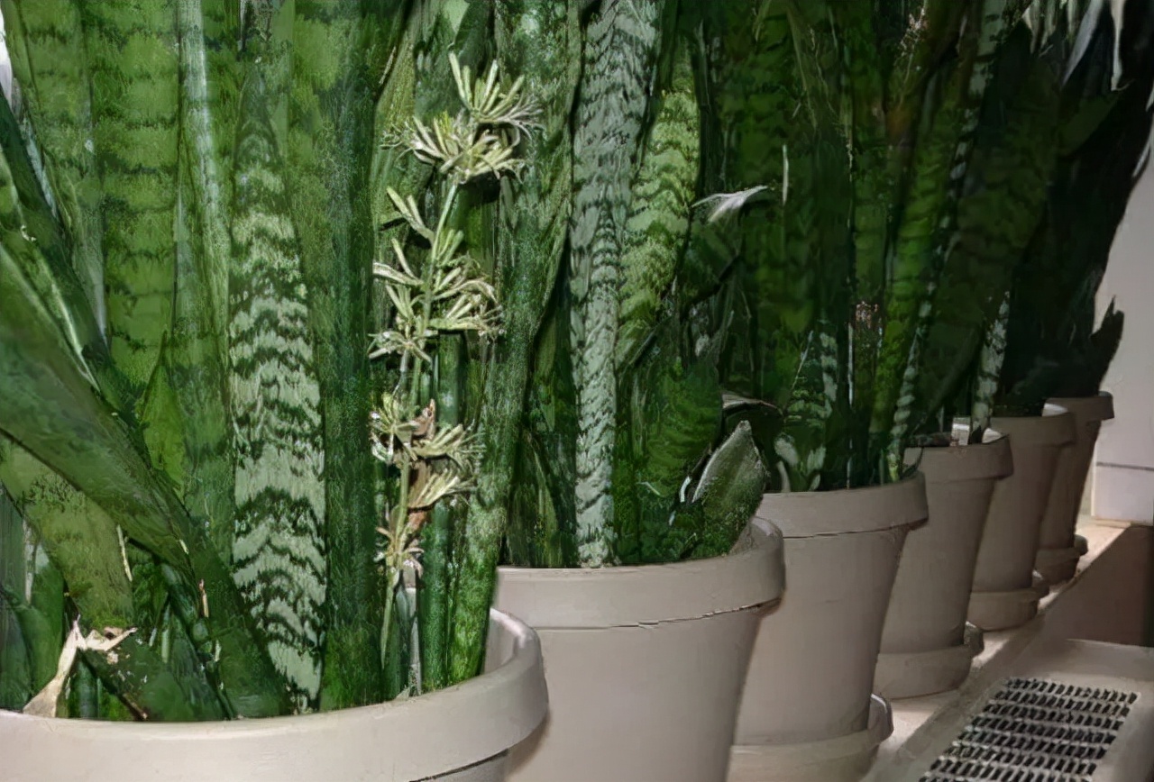 家里种什么吸甲醛最好,车内种什么植物可吸甲醛去异味