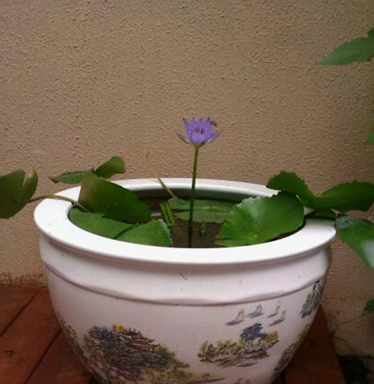 参观黄菡住的豪宅，专门打造一个休闲区，连椅子都是独立定做的