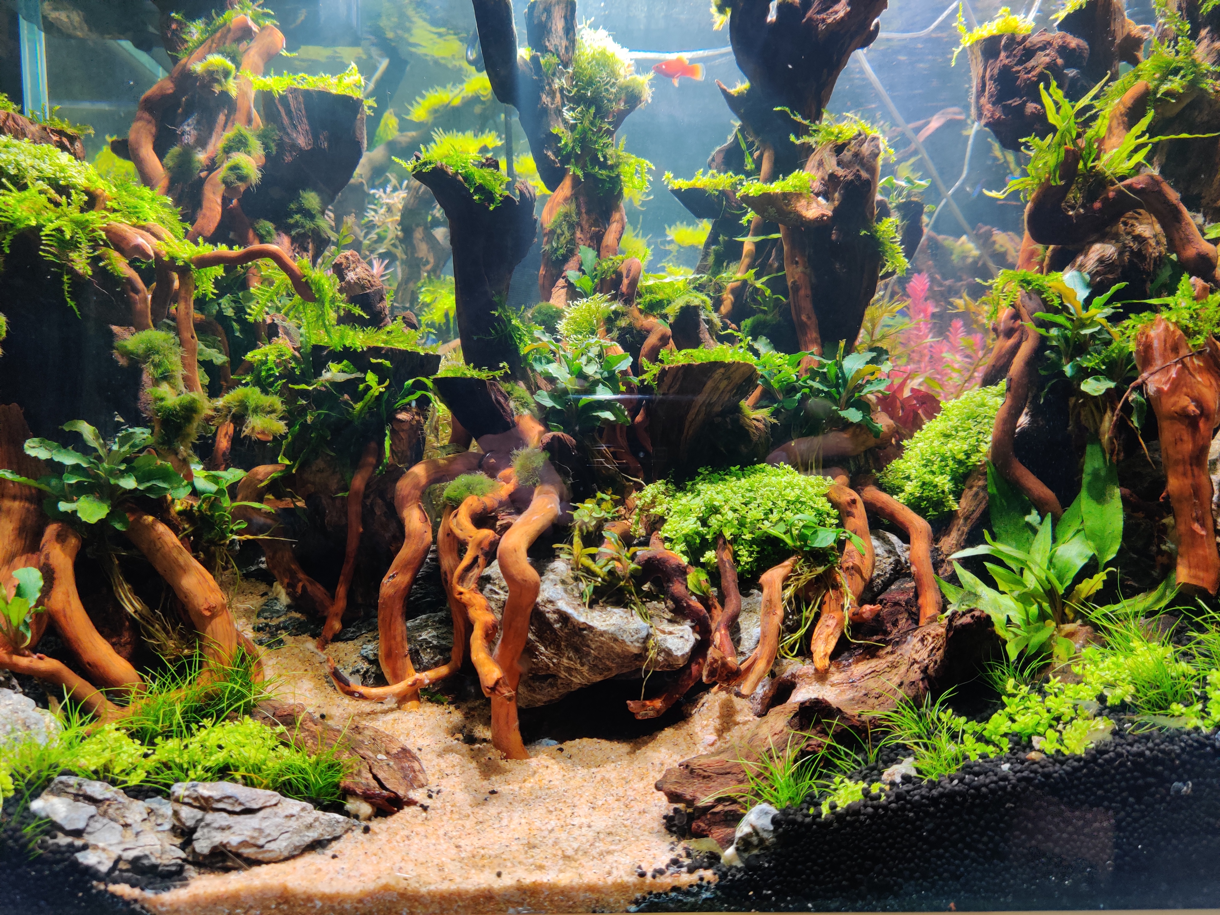 养鱼的技巧和方法新手入门,养鱼有哪些必须学会的技能和方法