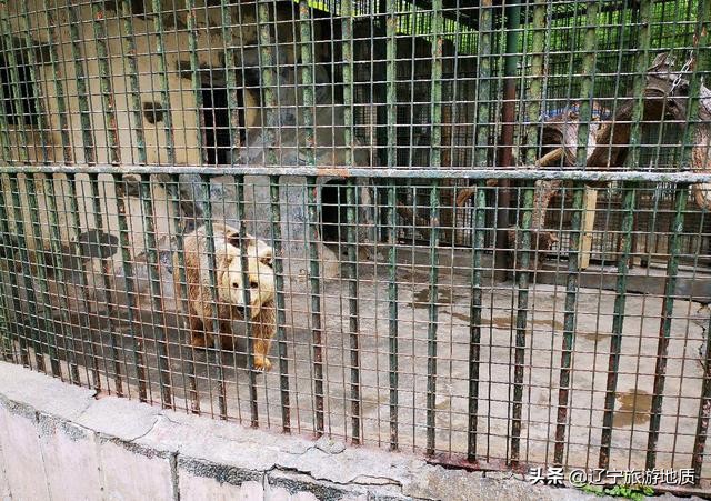 青岛动物园大熊猫馆从哪进,青岛动物园熊猫馆游玩攻略