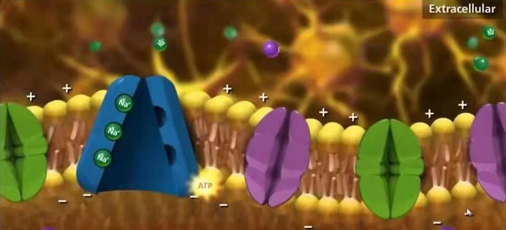 人类是怎样发现电鳗会放电的,人类可以像电鳗一样放电吗