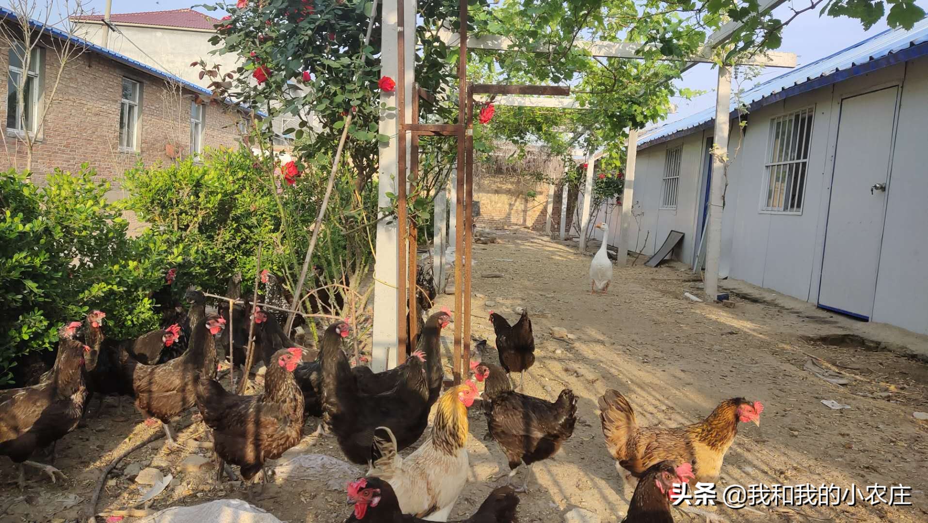 养了几只鸡怎么防黄鼠狼,鸡窝怎么防黄鼠狼防猫