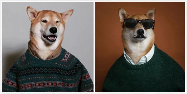 帅到各种时尚大牌求合作，它居然是条狗……你们信吗？