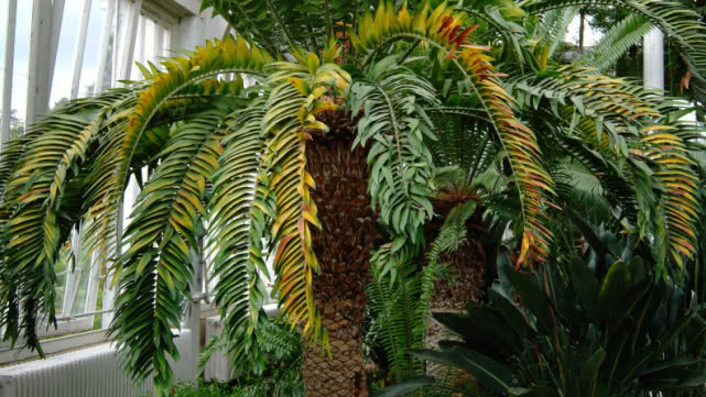 一株只剩下雄株的植物，被认为时世界上最孤独的植物