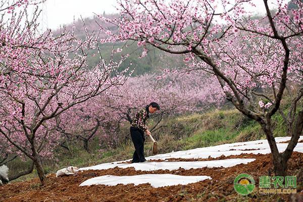 春分节气农业上有啥要注意的,春分节气农事视频