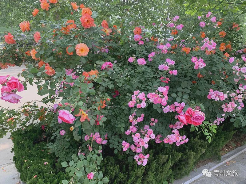 花满青州——初夏清浅微风起，蔷薇月季满城香