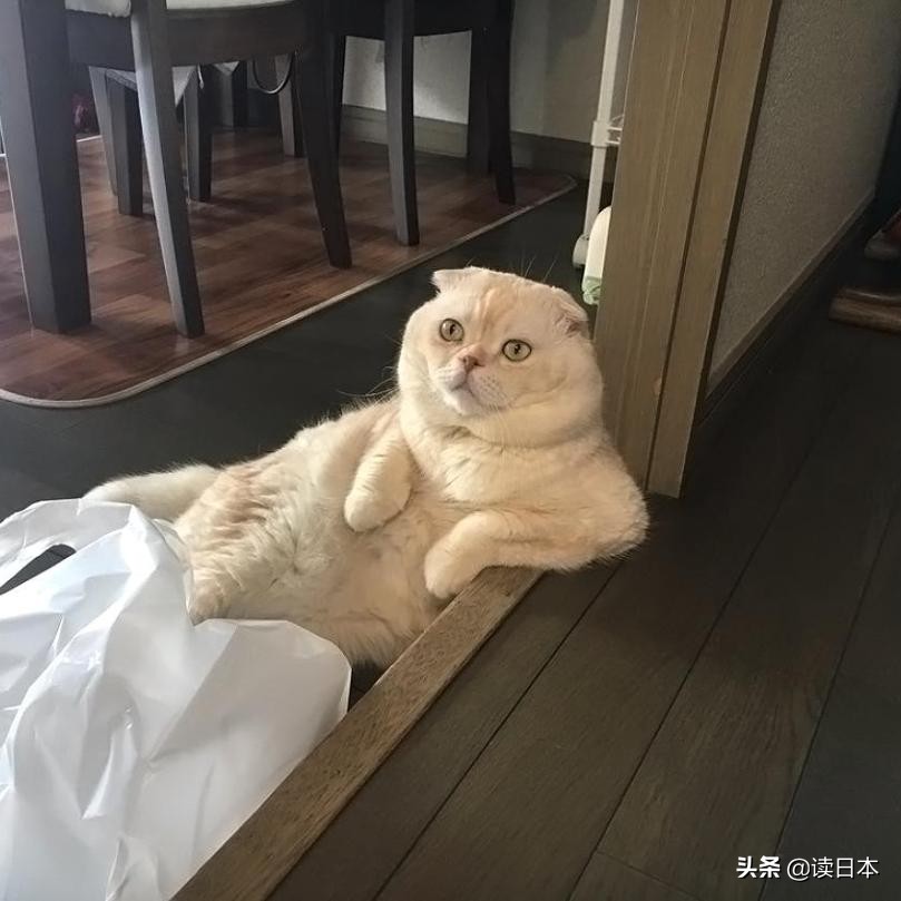 沙雕手办日本小哥,日本沙雕手办小哥哥