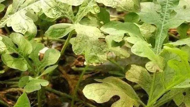 西瓜蚜虫防治最佳药剂,西瓜的蚜虫打不死用什么农药
