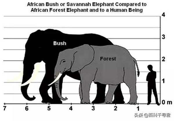 在非洲的热带雨林里，还生活着第三种大象——非洲森林象