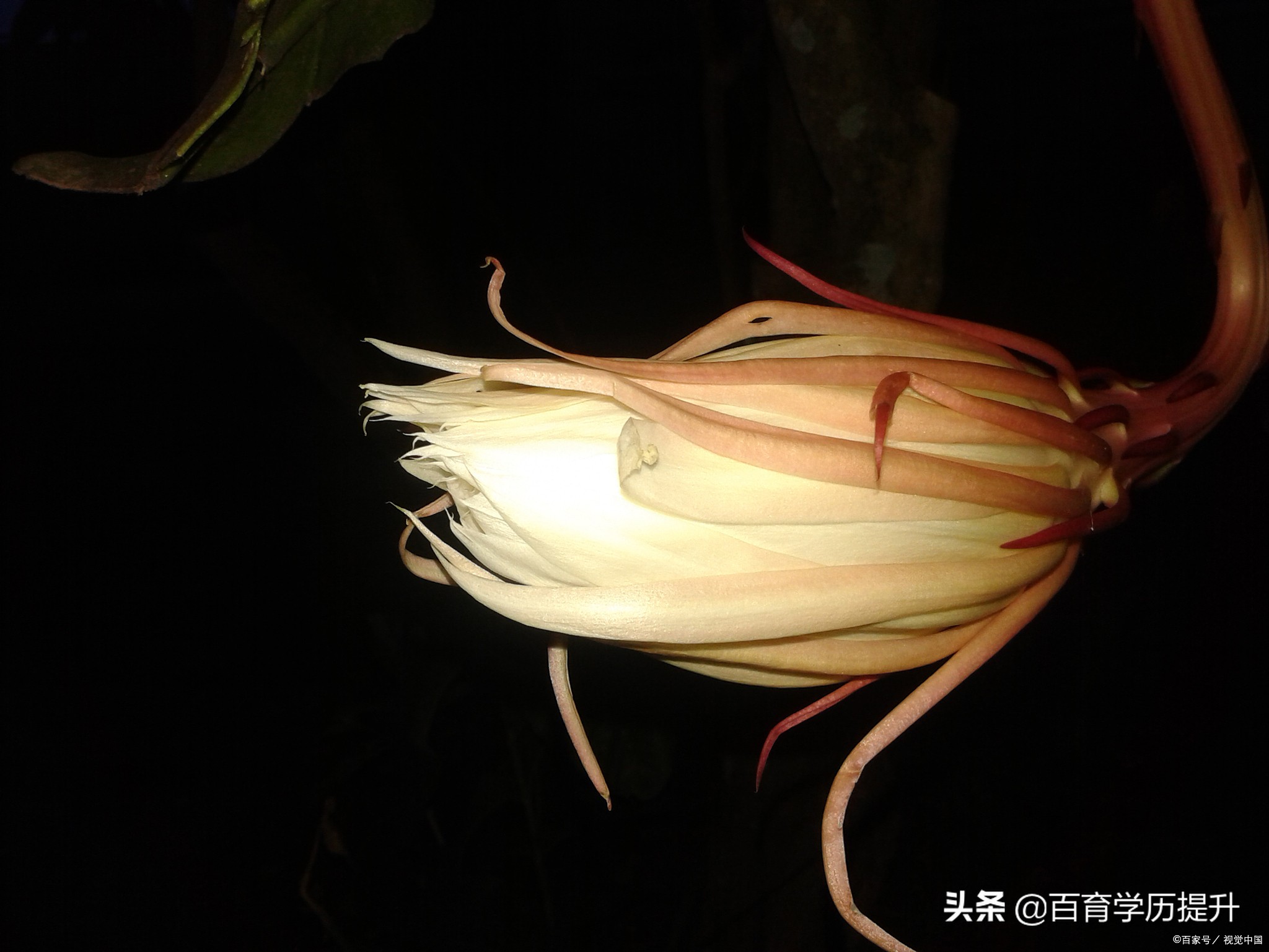 菏泽函授本科考公务员,函授本科可以考编制吗