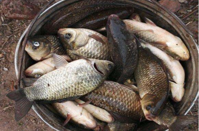 这“国货经典”的鱼竿突然火了，狂拉12小时，钓的鲫鱼那叫一个大