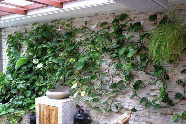 养绿萝放什么药片长得快,养绿萝把药片往盆里放30天长爆盆