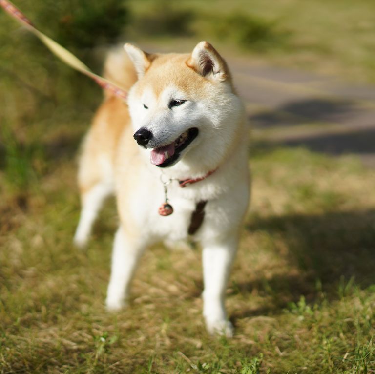 最忠诚的犬种排名拉布拉多,最忠诚的4种狗中华犬种2种上榜