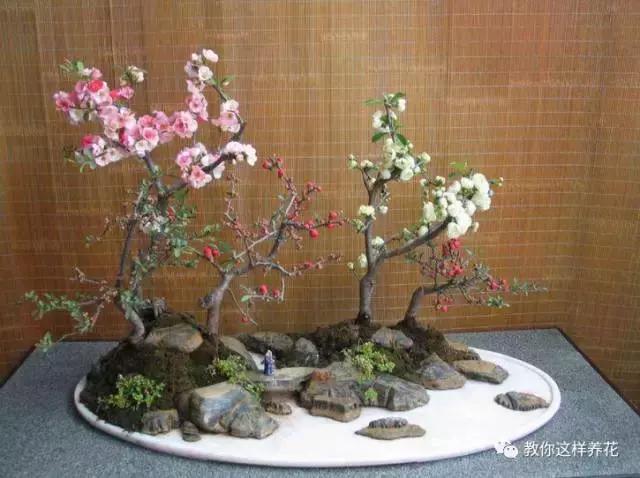 这5种花不仅好看好闻还能食用,北方易养的四季开花的木本花