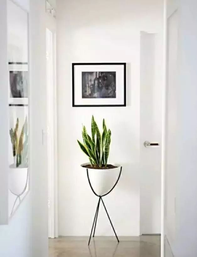 放卧室的观赏植物,适合放房间的植物好看