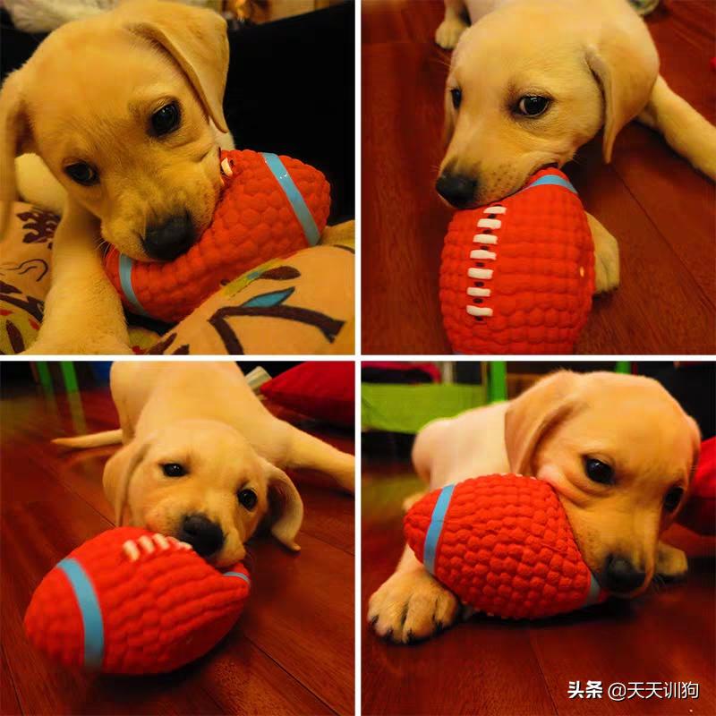 狗狗喜爱的玩具大盘点,了解狗狗的玩具最适合哪一种