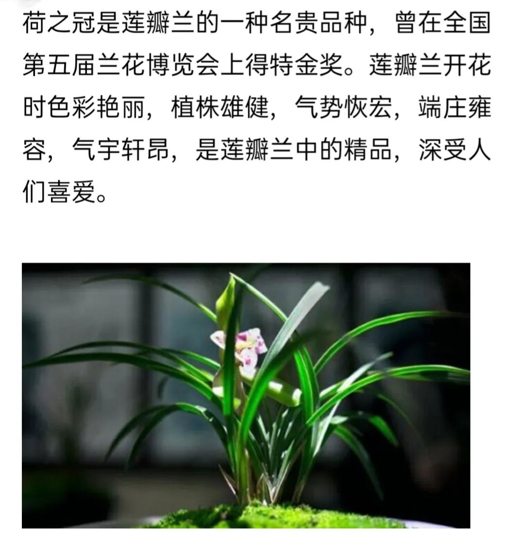 兰花简单介绍,兰花介绍资料大全视频