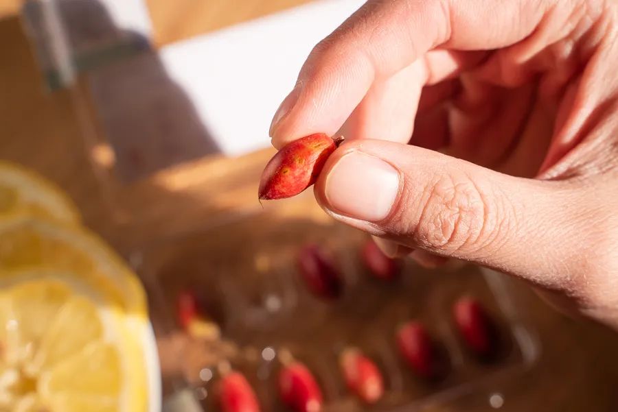 各种新奇水果,20种你没见过的水果