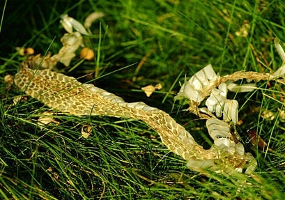 蛇蜕药的功效讲解视频,神农本草经蛇蜕的药效和用法