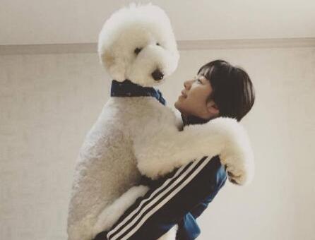 为什么现在少人养巨型贵宾犬,为什么现在很少人养巨型贵宾犬