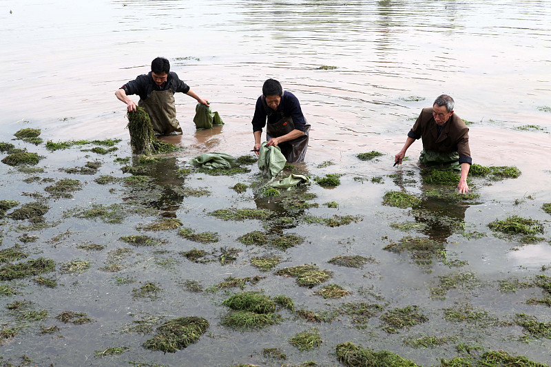 养蟹20年的老蟹农总结的经验,如何让江苏螃蟹养得好也卖得好