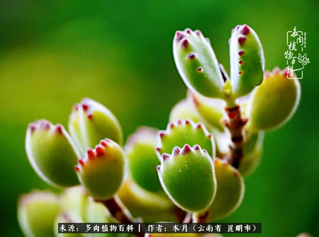 浅冬多肉，终有美好在等候