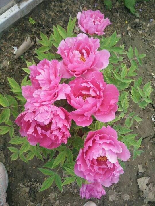 招财富贵花有哪些,高级富贵花给人带来吉祥好运