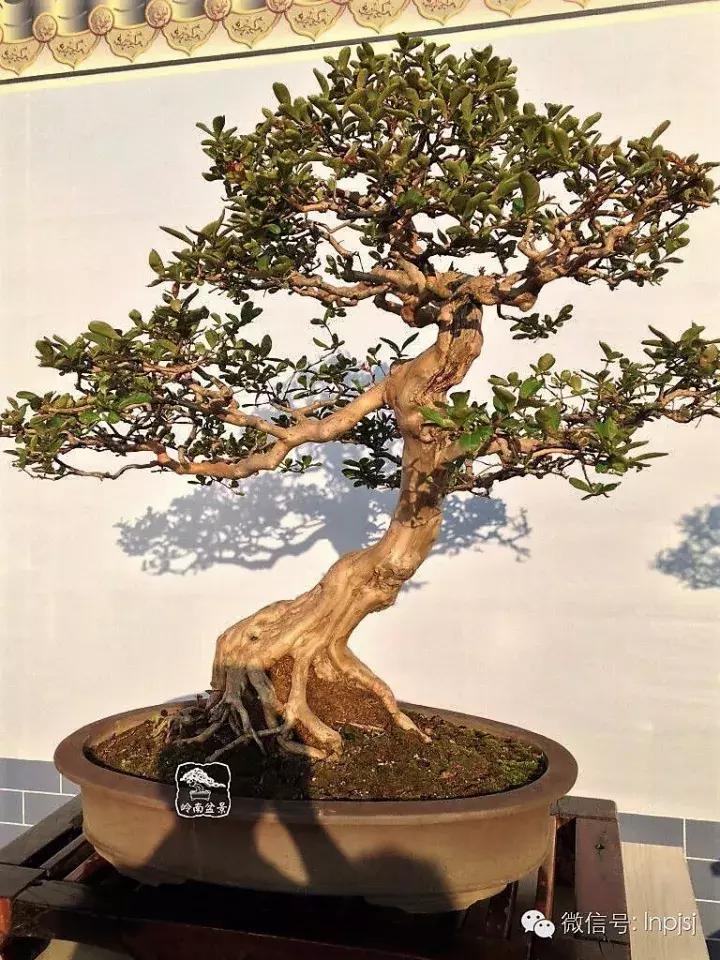 苍劲古朴挺拔有力的老桩盆景欣赏,老态龙钟盆景作品欣赏