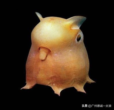 世界上十大很少见到的动物,世界上最受欢迎的动物排行榜