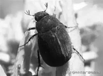 蔬菜地下害虫的最佳防治方法,防治蔬菜害虫用小苏打和白醋怎样