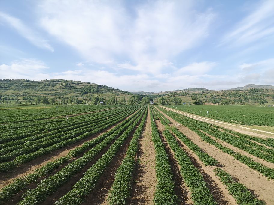 马铃薯抗旱栽培技术培训总结,马铃薯保水保油