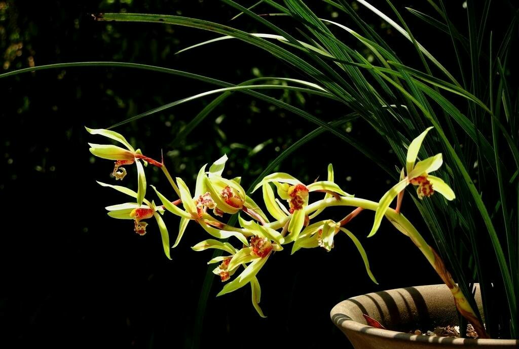 精品玉兰的品种及图片,国兰花朵不艳丽但香气清雅