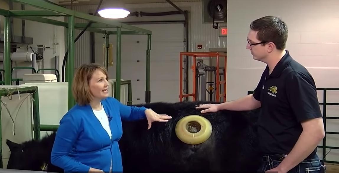 给牛身上开洞,牛身上的洞是怎样开的