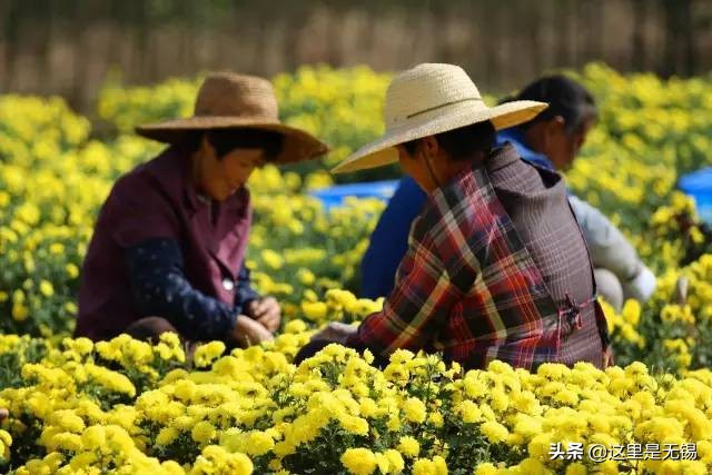 无锡秋游胜地最全推荐,无锡秋游自驾绝佳去处