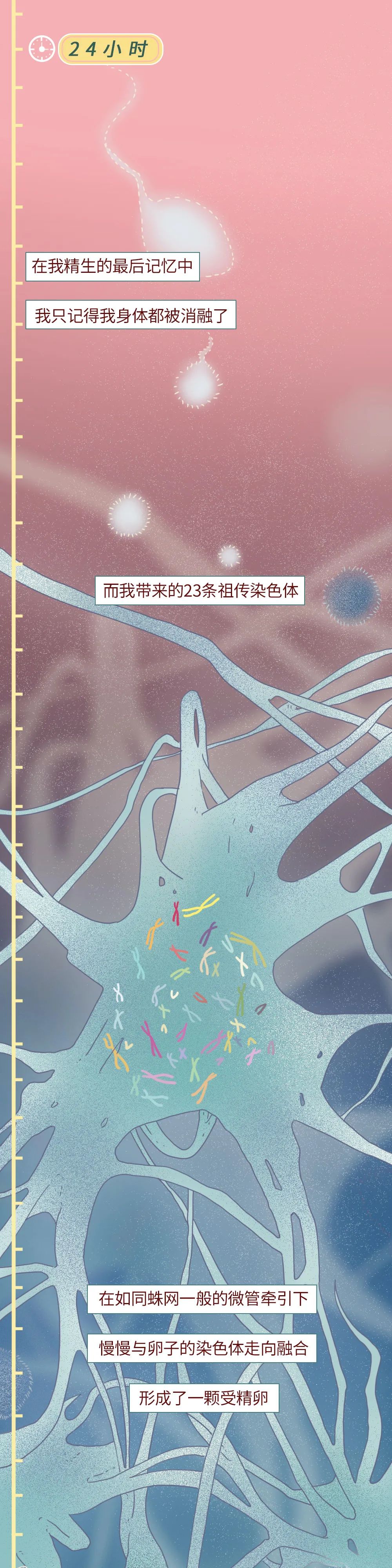 男性精子在体内存活时间,精子在体内的存活率几天