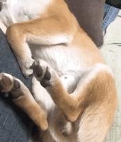 别动不动“累成狗”，汪星人表示不服！