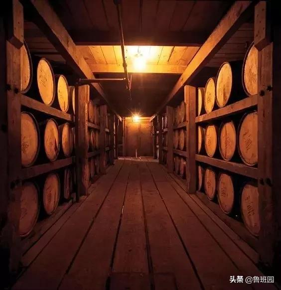 橡木种类大全及图片,史上最专业橡木介绍快来收藏吧