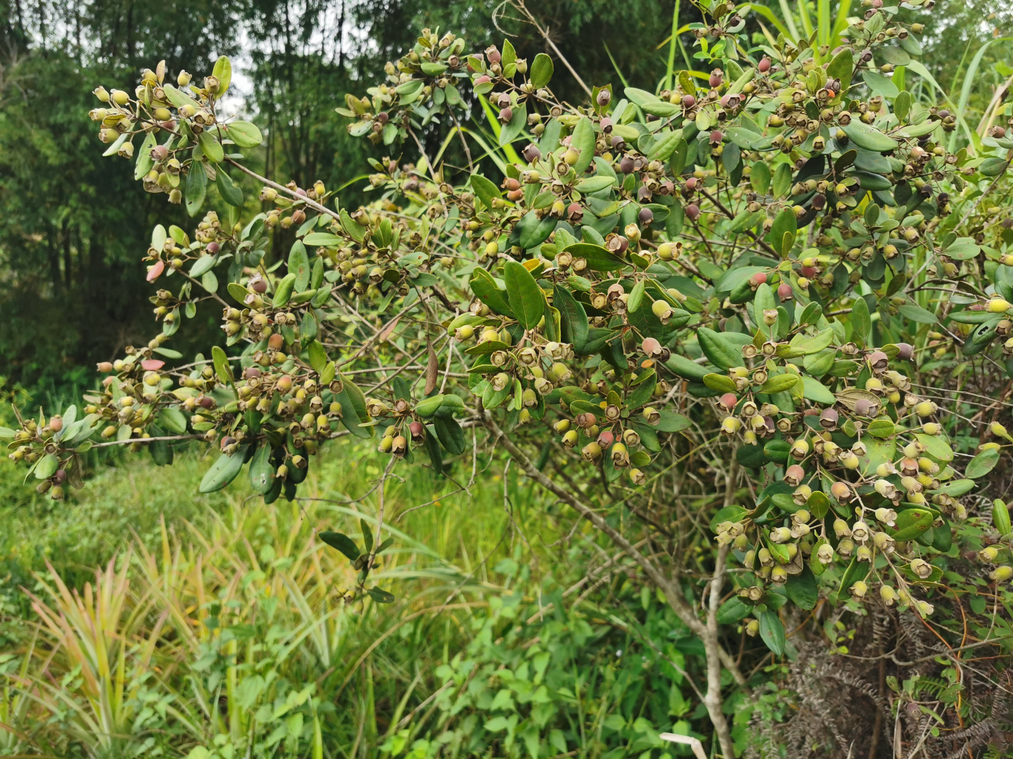 捻子酒半年后要把捻子捞出来吗,捻子酒制作方法