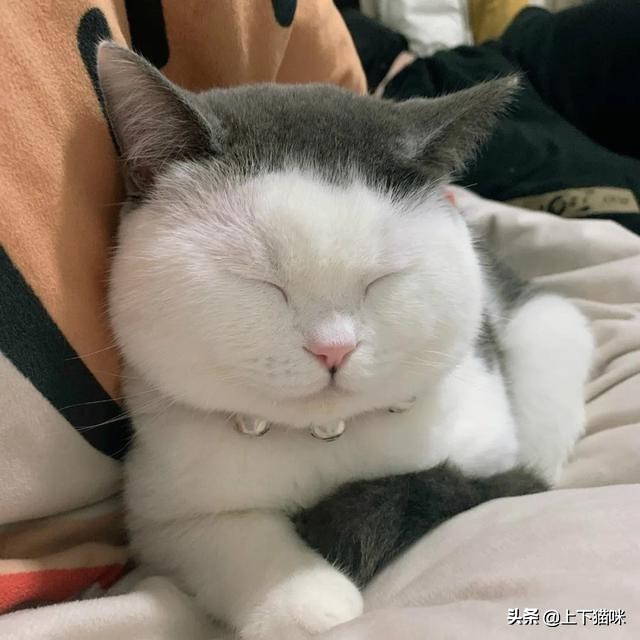 这是一篇有点痒的文章：我们一起来扒扒你家猫和跳蚤的故事