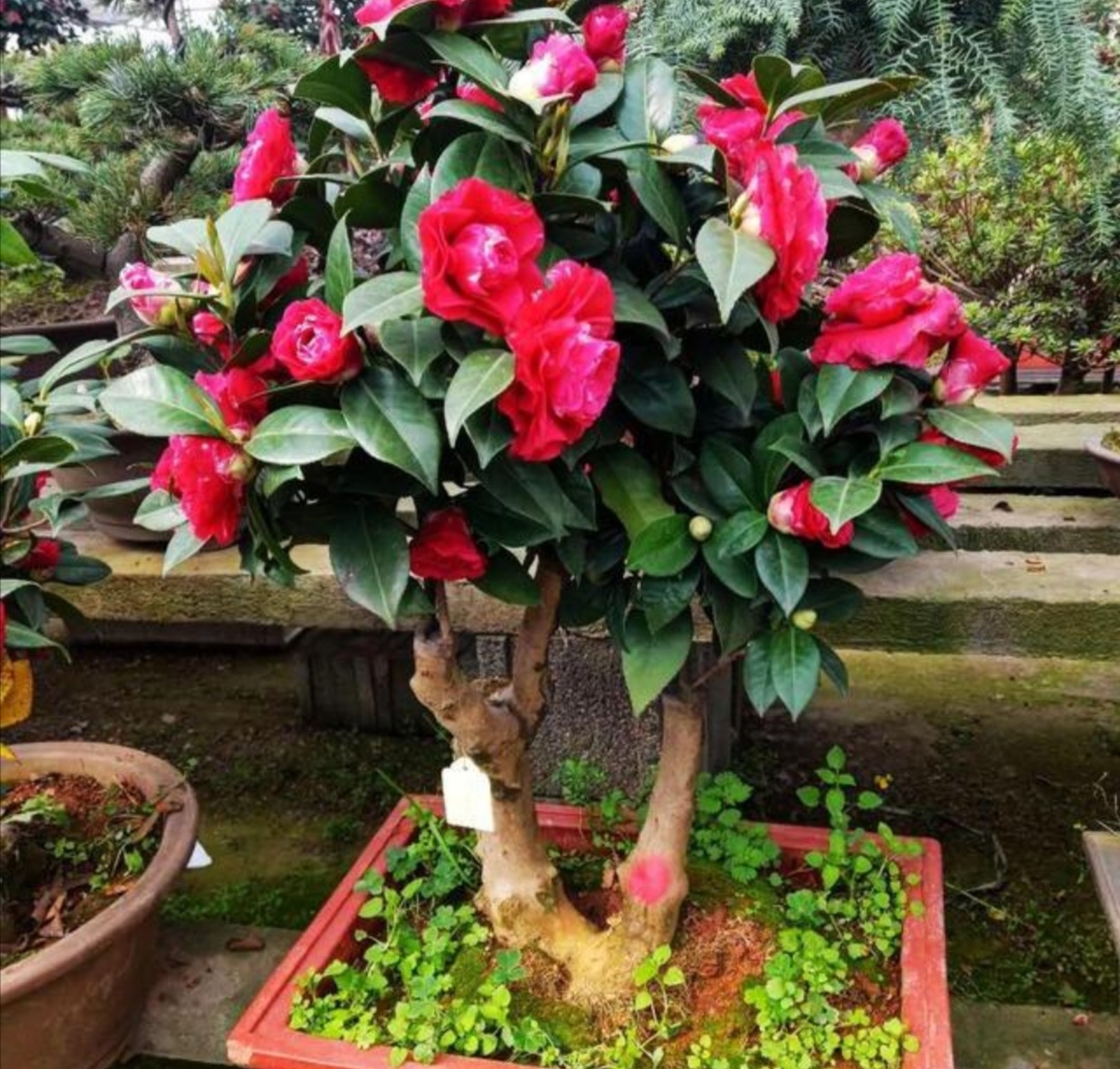 冬季茉莉盆栽叶片变黄是什么原因,栀子茉莉花黄叶掉花什么原因