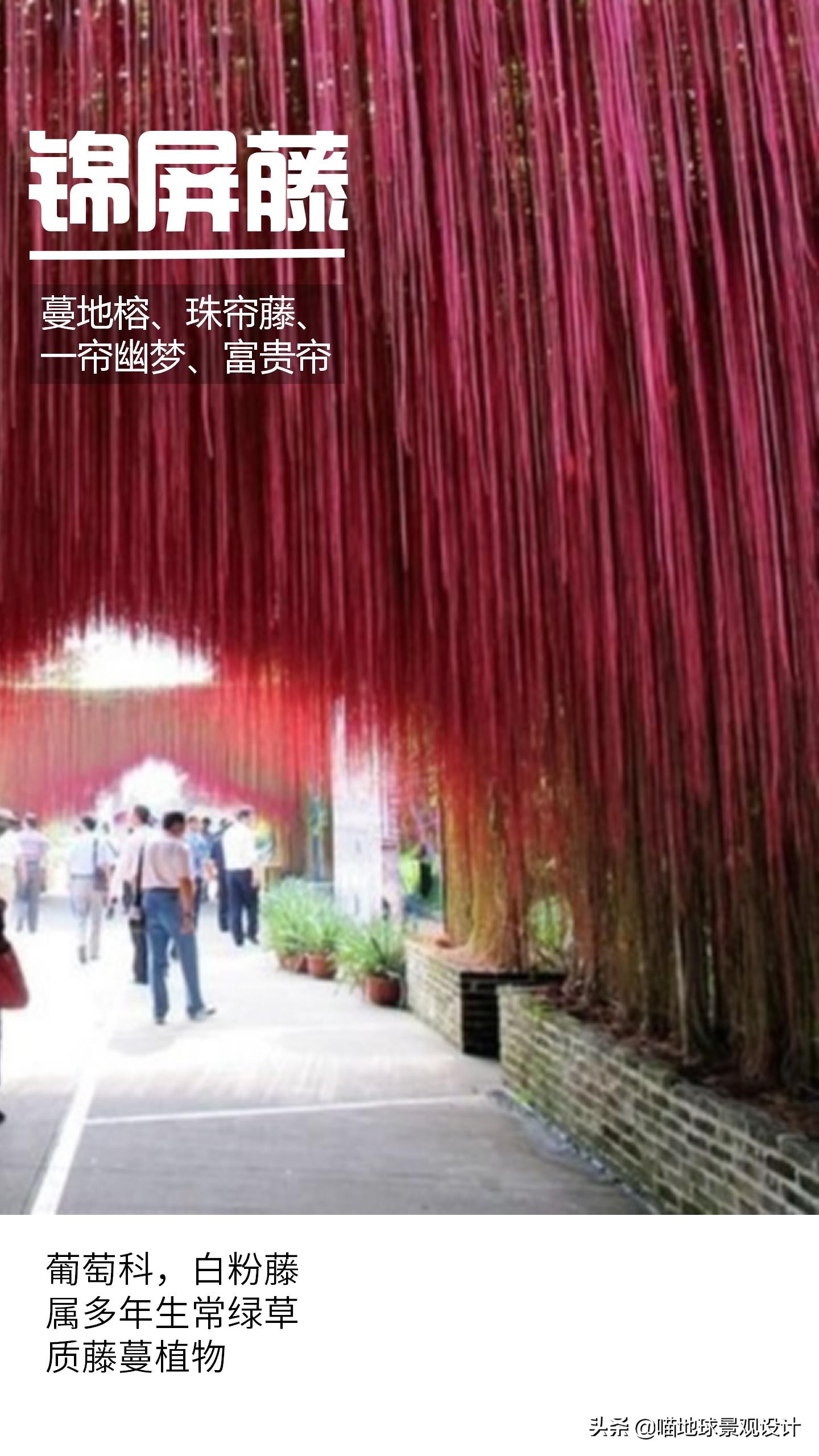 意大利常见的爬藤植物,25种爬藤植物