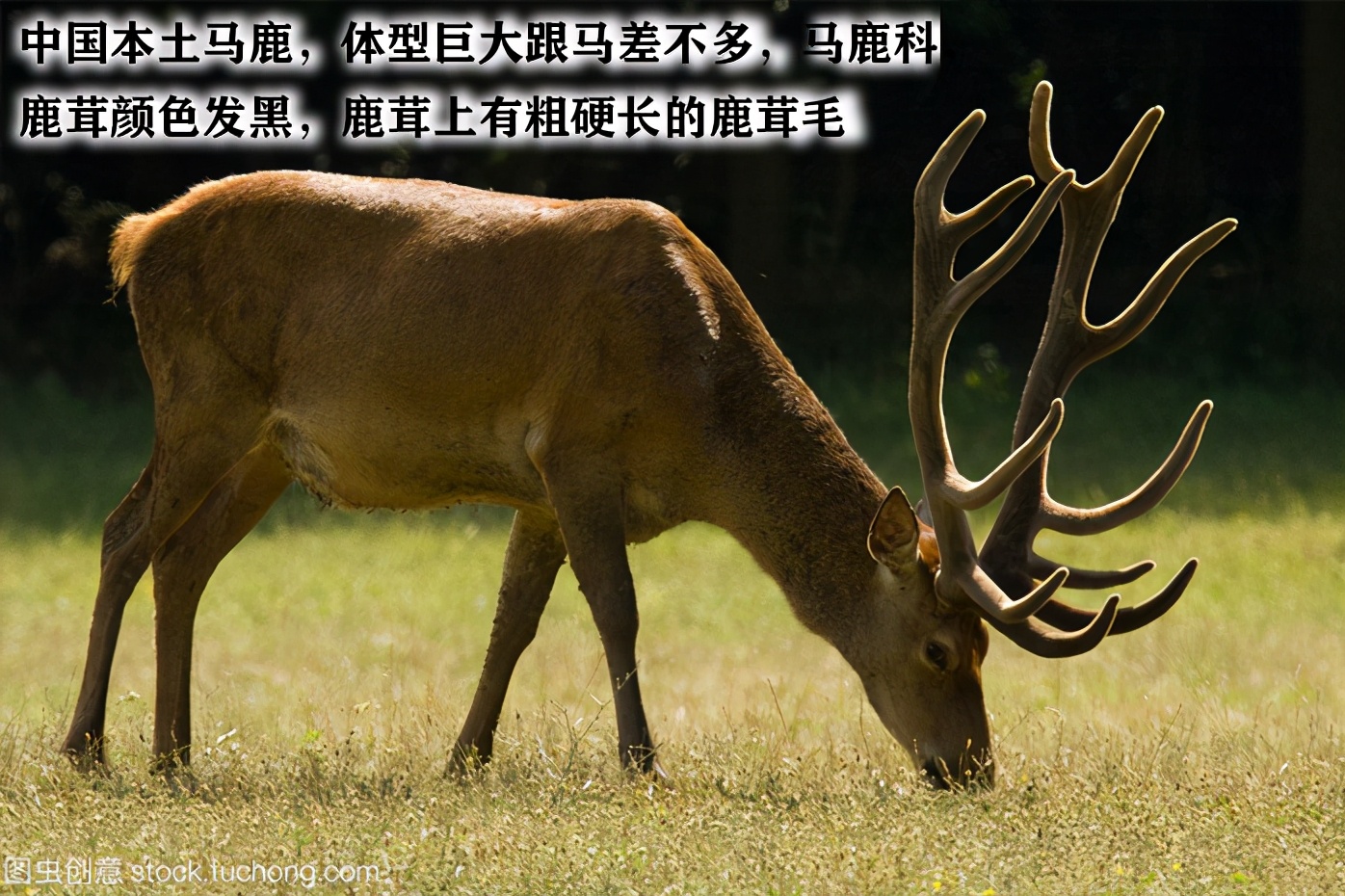 鹿茸片你买对了吗？学习一下再下手吧