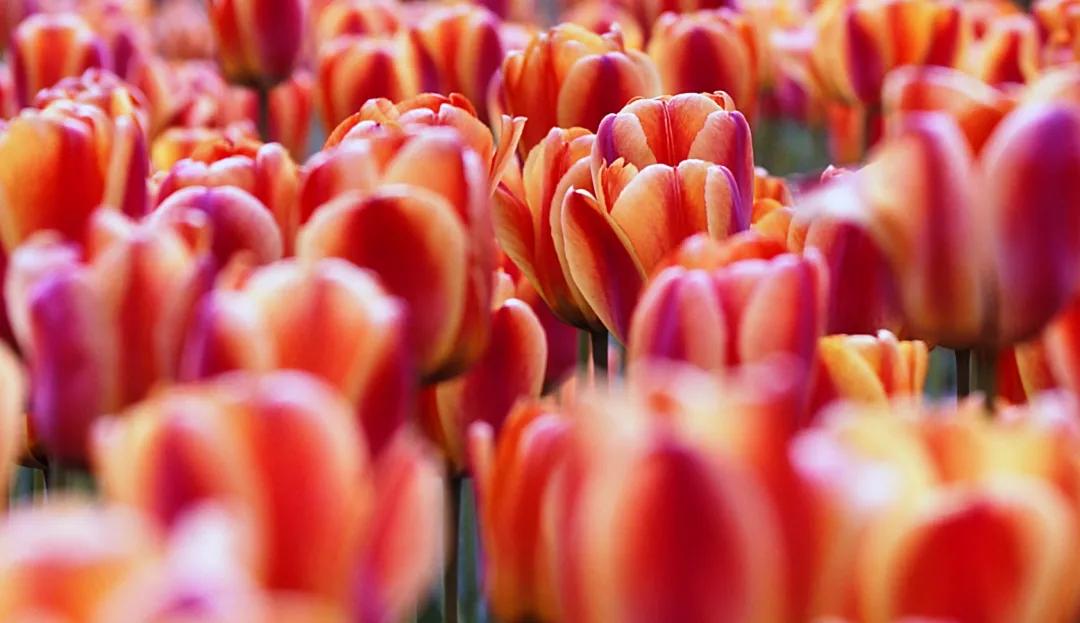 时光清浅秋意阑珊,时光清浅浮世清欢